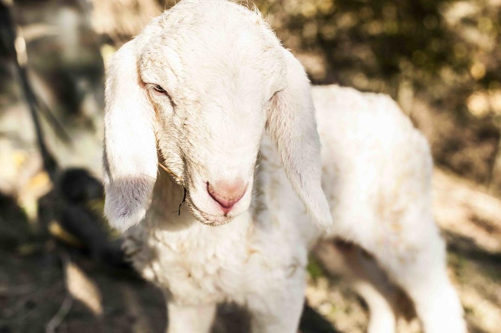 Azienda Agrituristica Alcastle Montabone Εξωτερικό φωτογραφία