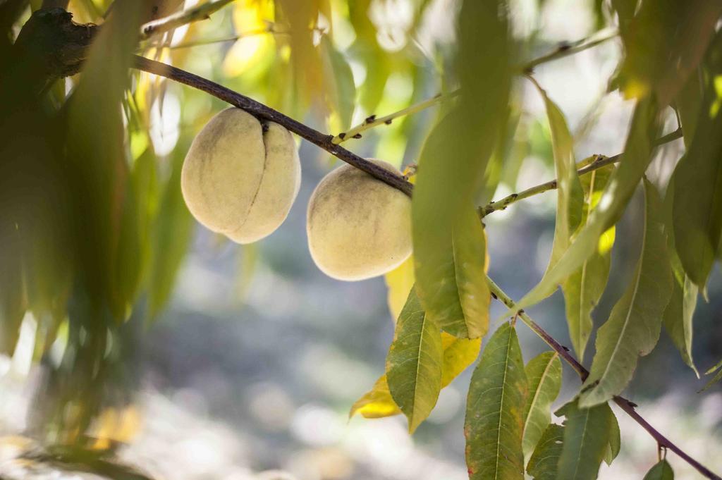 Azienda Agrituristica Alcastle Montabone Εξωτερικό φωτογραφία