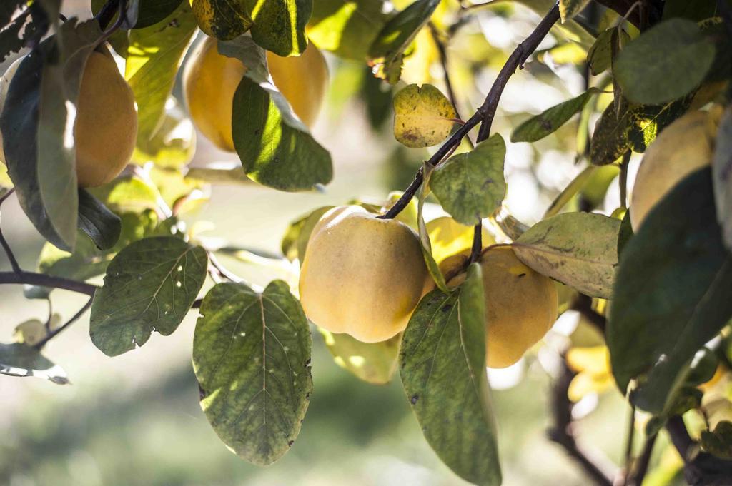 Azienda Agrituristica Alcastle Montabone Εξωτερικό φωτογραφία