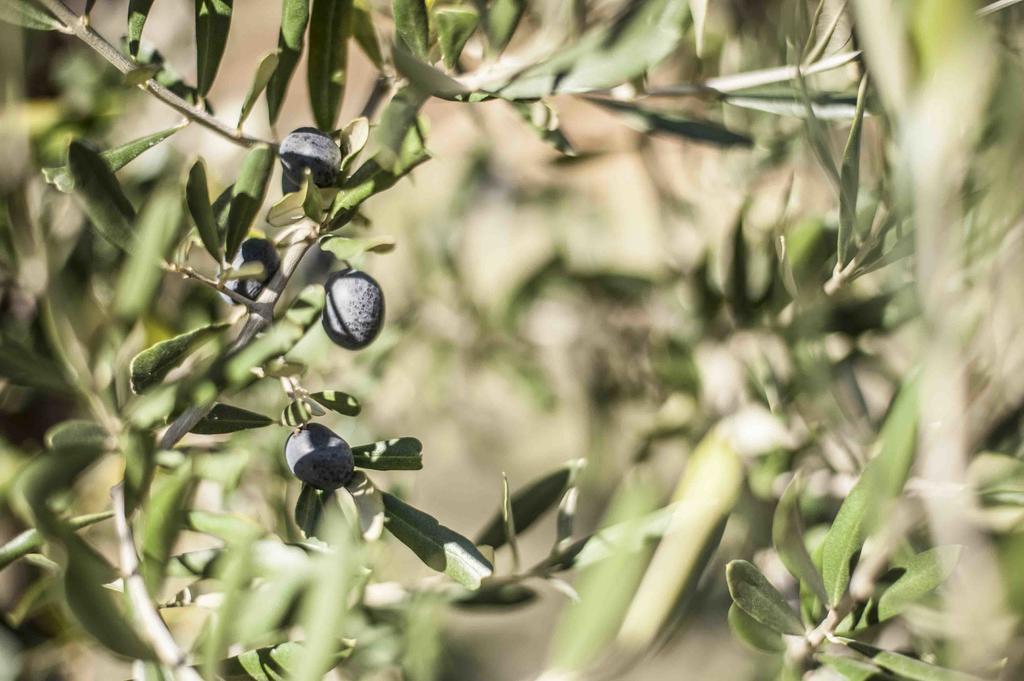 Azienda Agrituristica Alcastle Montabone Εξωτερικό φωτογραφία