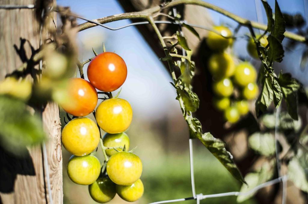 Azienda Agrituristica Alcastle Montabone Εξωτερικό φωτογραφία